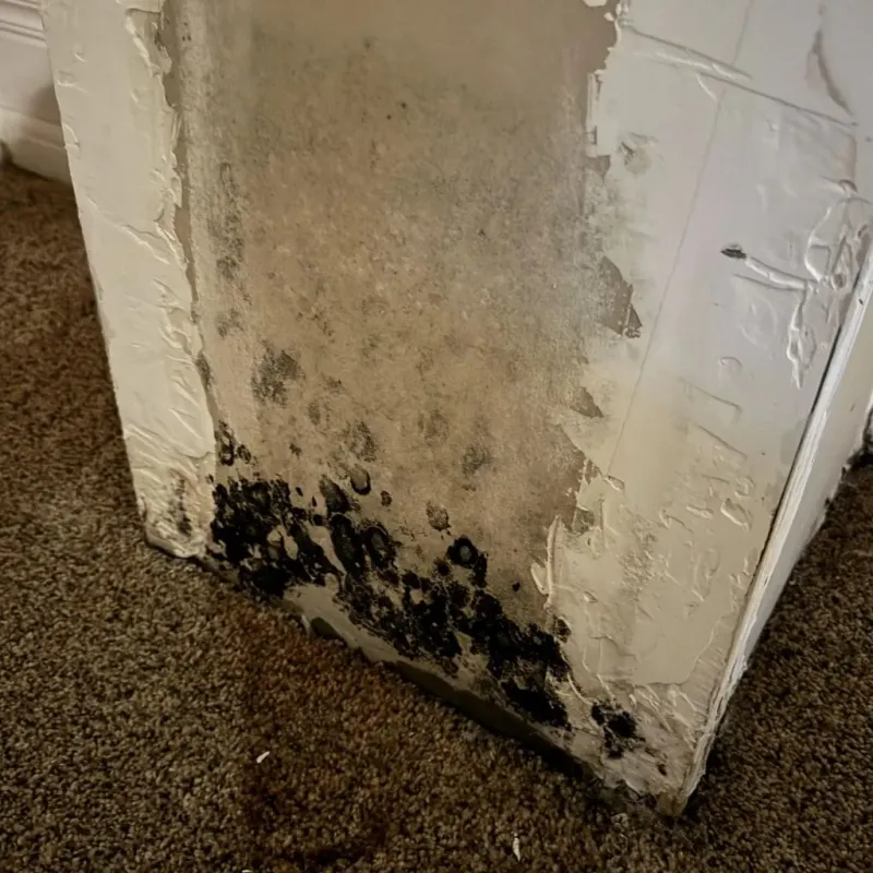 Professional Mold Removal in Gantt, SC